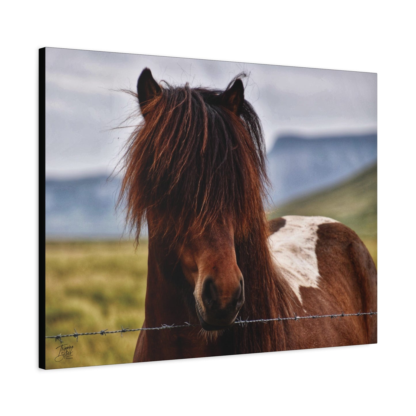 'Icelandic Pony' Iceland - Stretched Canvas