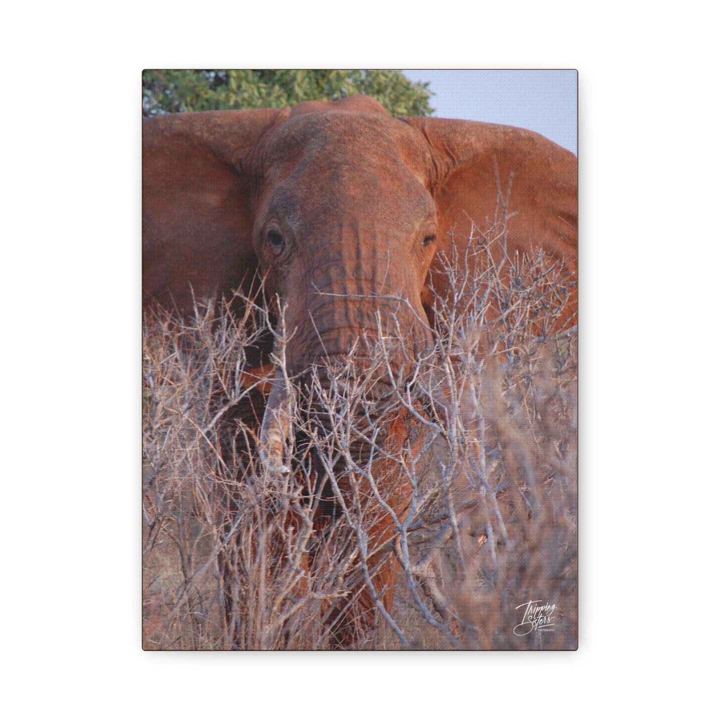 'Tusks' Tsavo, Kenya - Stretched Canvas