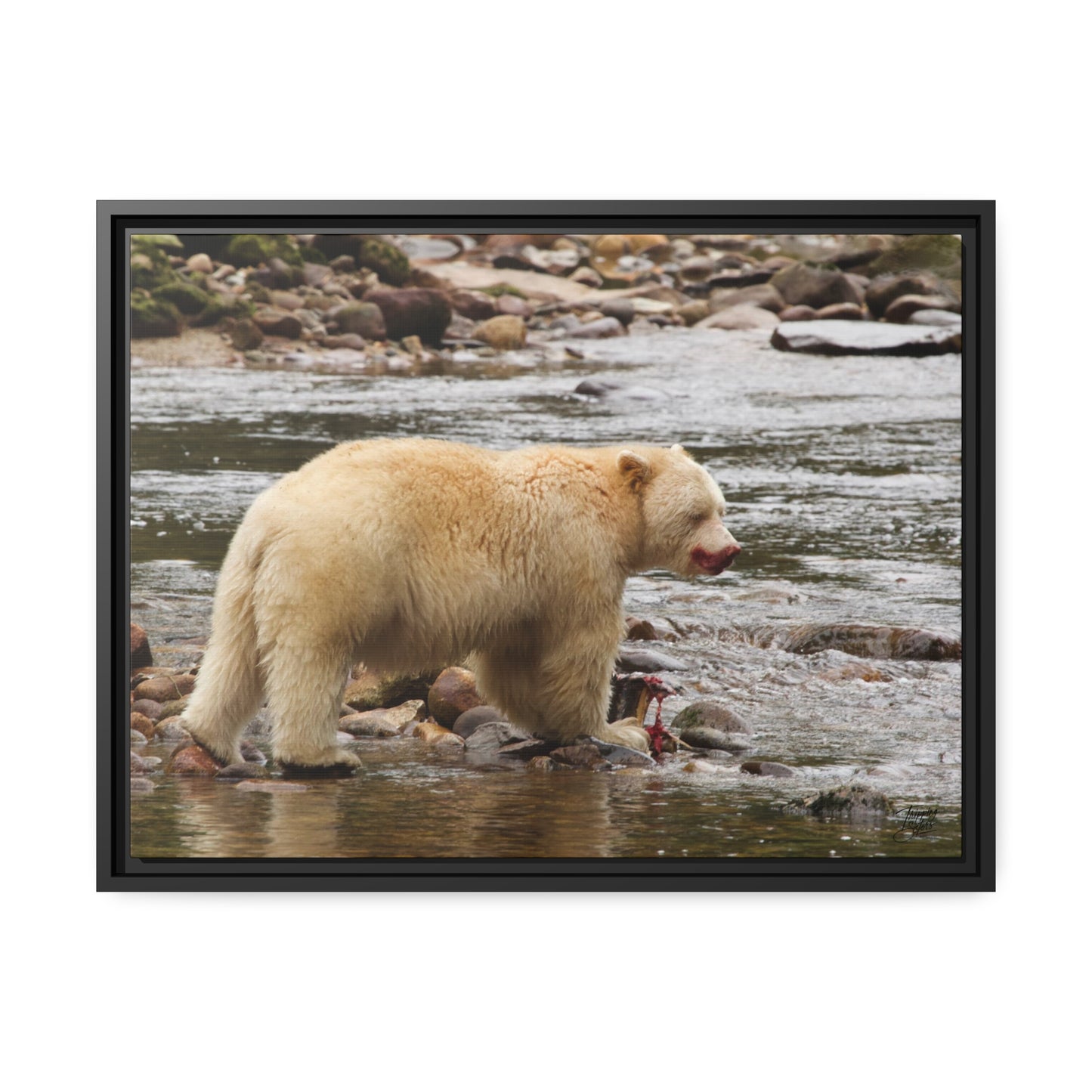 'Spirit Bear' Rainforest,  British Columbia - Gallery Framed Canvas Wrap