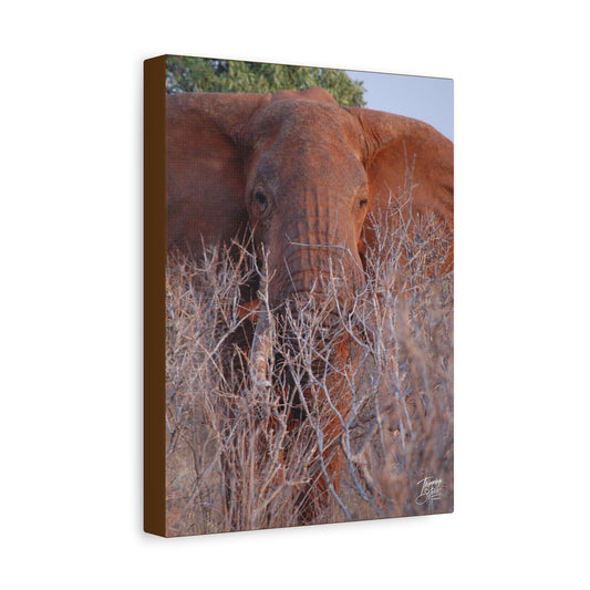 'Tusks' Tsavo, Kenya - Stretched Canvas