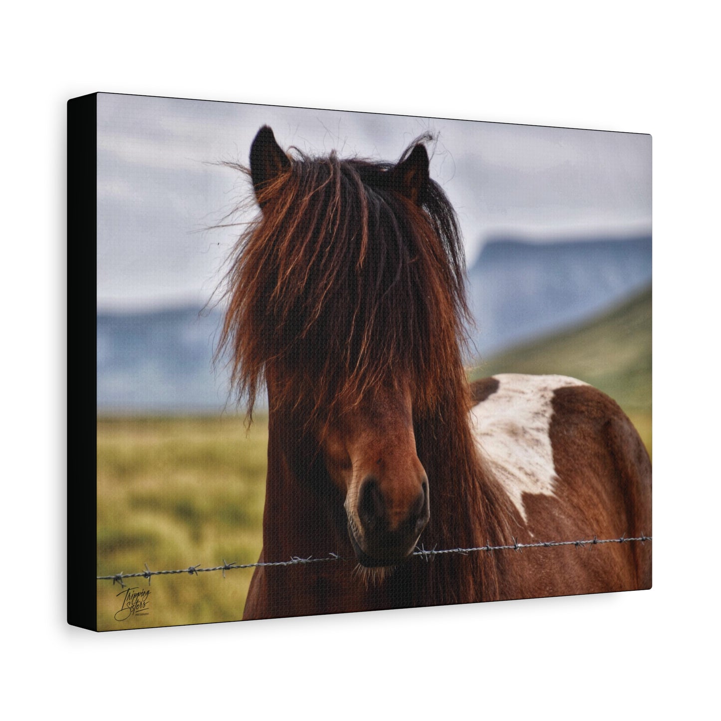 'Icelandic Pony' Iceland - Stretched Canvas