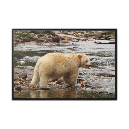 'Spirit Bear' Rainforest,  British Columbia - Gallery Framed Canvas Wrap