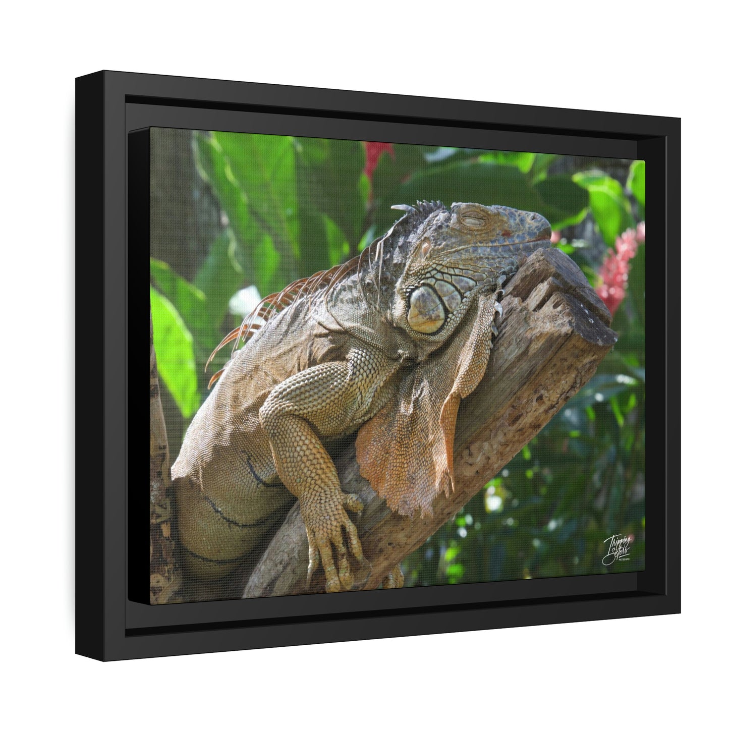 'Lounging' in Jamaica - Gallery Framed Canvas Wrap