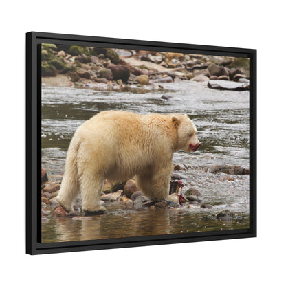 'Spirit Bear' Rainforest,  British Columbia - Gallery Framed Canvas Wrap