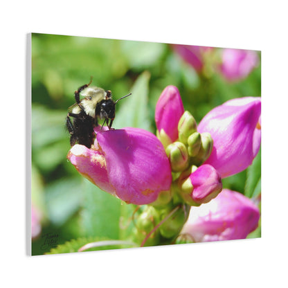 'Fresh Nectar' In a backyard near you - Stretched Canvas