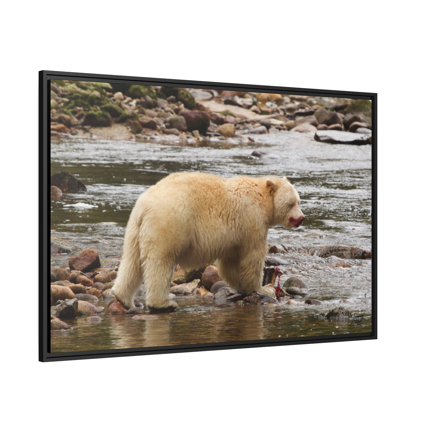 'Spirit Bear' Rainforest,  British Columbia - Gallery Framed Canvas Wrap