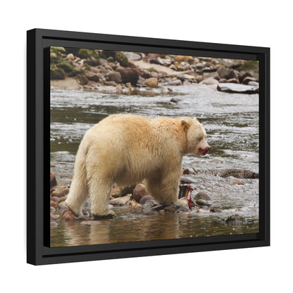 'Spirit Bear' Rainforest,  British Columbia - Gallery Framed Canvas Wrap