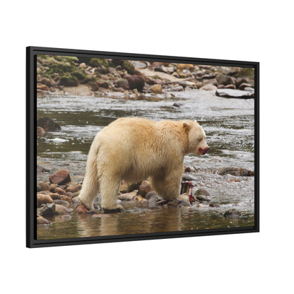 'Spirit Bear' Rainforest,  British Columbia - Gallery Framed Canvas Wrap