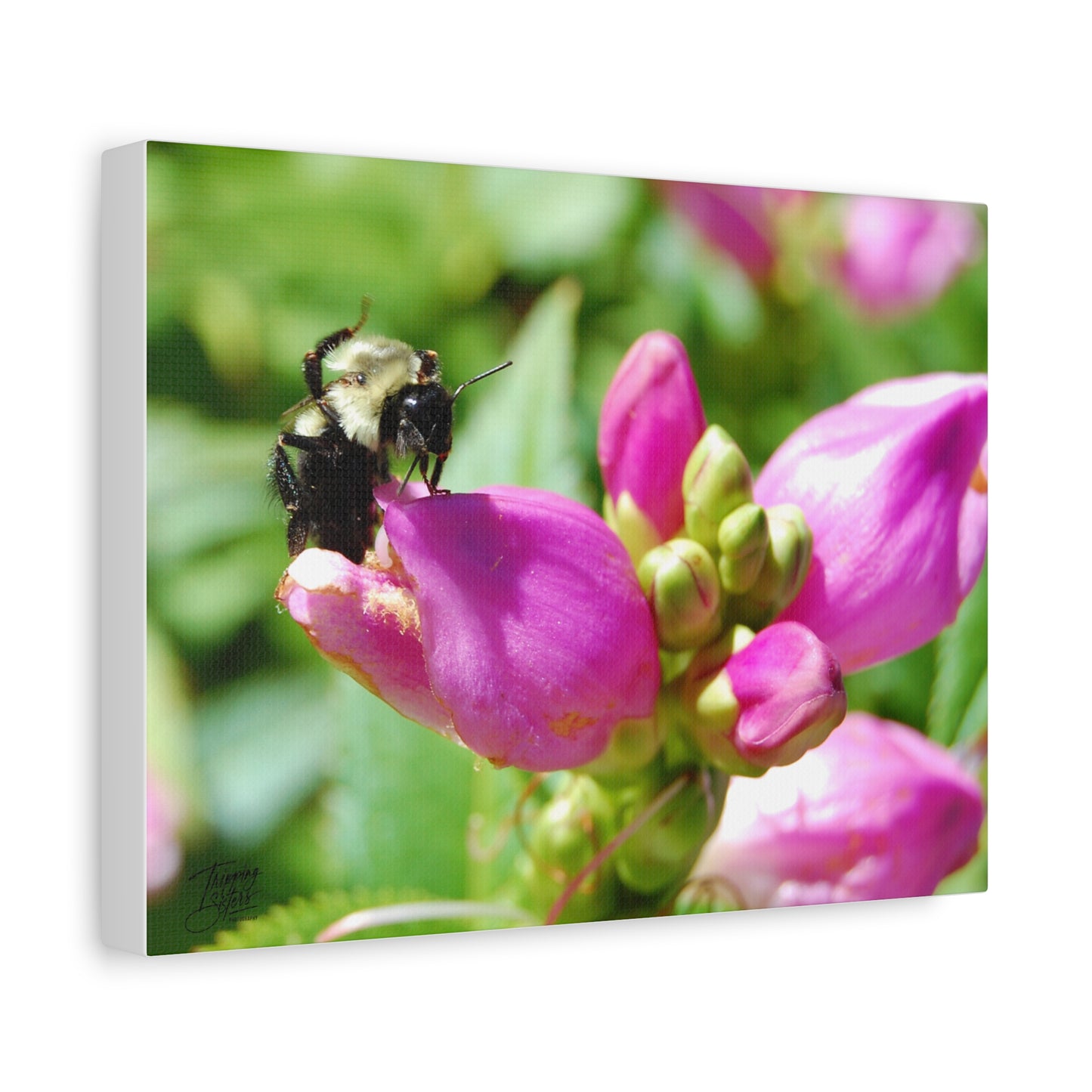 'Fresh Nectar' In a backyard near you - Stretched Canvas